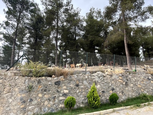 Payas Belediyesi Sokak Hayvanları Rehabilitasyon ve Bakım Evi - Ar Yapı İnşaat Projesi Galeri Fotoğrafı